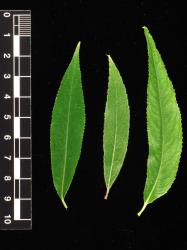 Salix ×pendulina. Upper leaf surfaces.
 Image: D. Glenny © Landcare Research 2020 CC BY 4.0